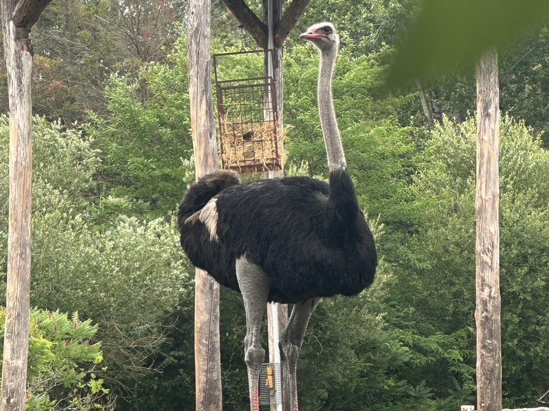 Zoo de Bordeaux Pessac-Pessac必去景点