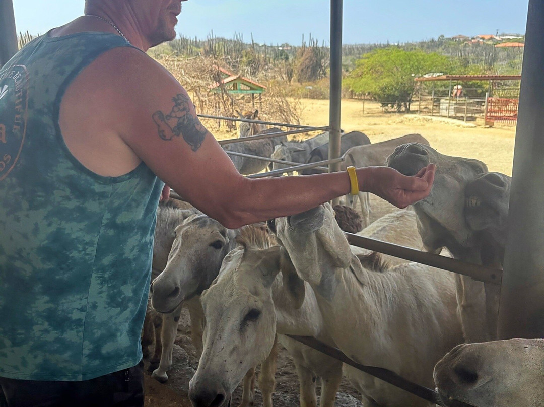 Donkey Sanctuary Aruba-Santa Cruz必去景点