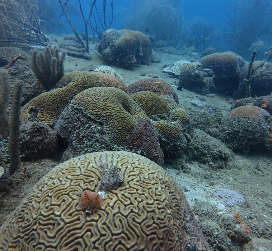 Nautilus Isla Fuerte-Isla Fuerte必去景点