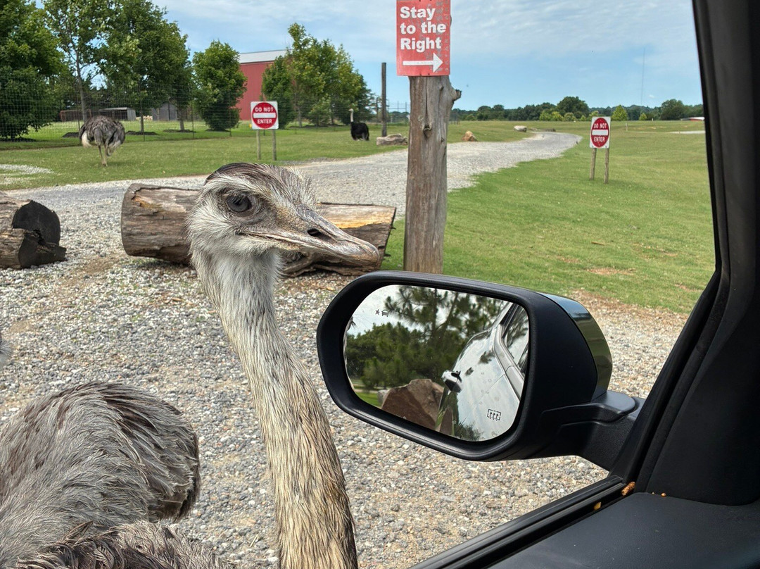 Tennessee Safari Park-Alamo必去景点