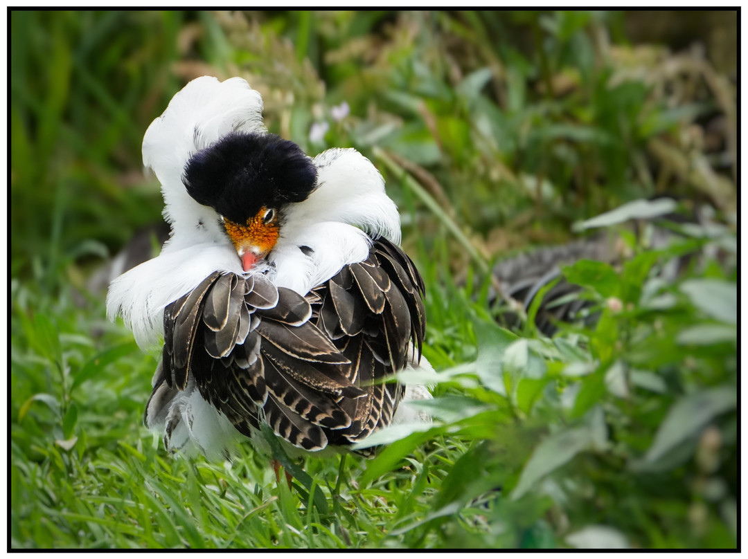 WWT Slimbridge Wetland Centre-Slimbridge必去景点