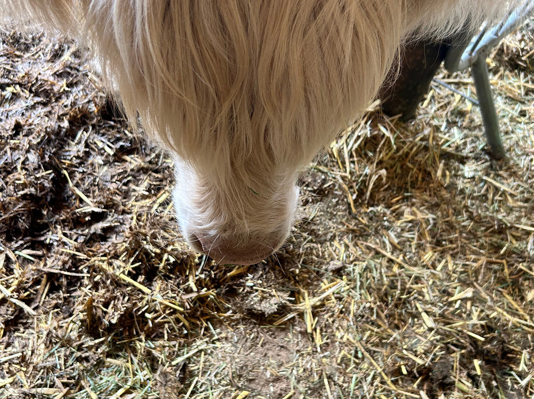 Quex Adventure Farm Park-Birchington必去景点