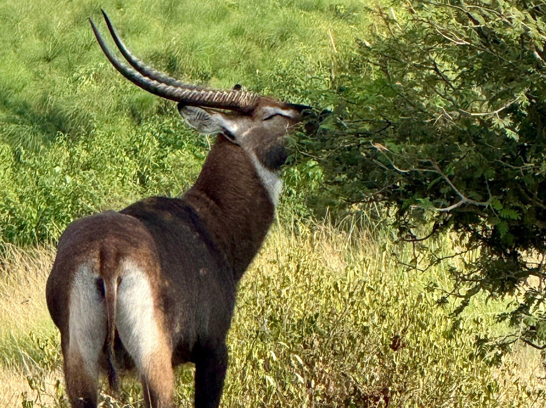 Queen Elizabeth National Park-Kasese必去景点