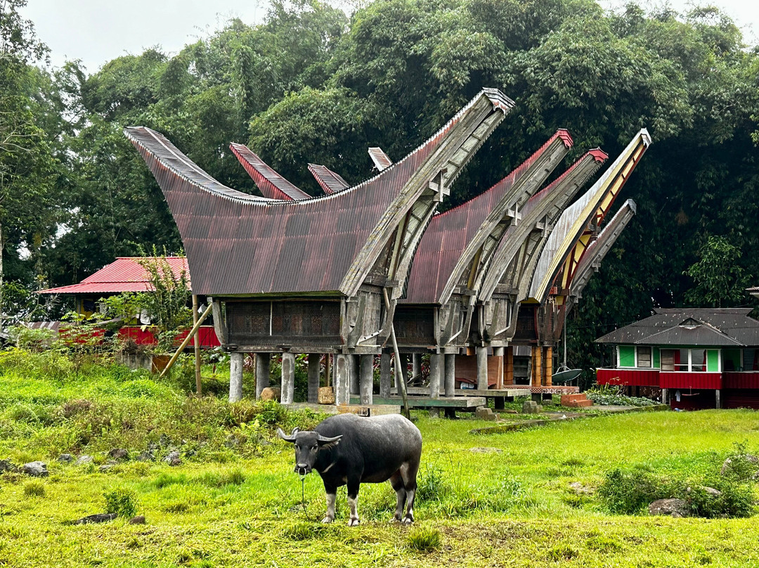 Tana Toraja Tours with Luther-兰特包必去景点