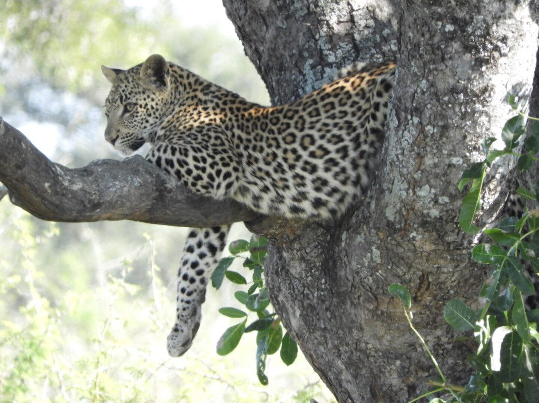 Honey Badger Safaris Kruger Tours-玛洛斯帕克必去景点