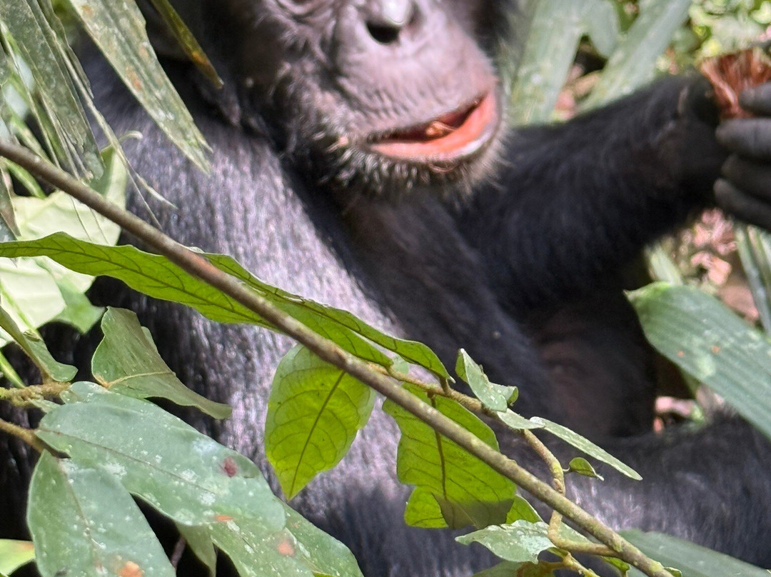 Kibale Forest National Park-Fort Portal必去景点