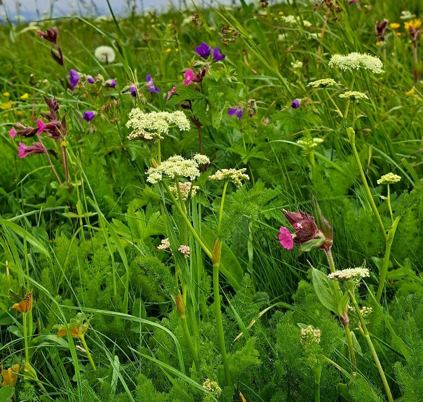 Feldberg-菲尔德山必去景点