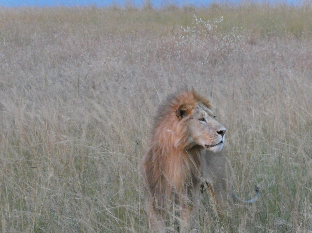 East Africa Adventure Tours and Safaris-马赛马拉国家野生动物保护区必去景点