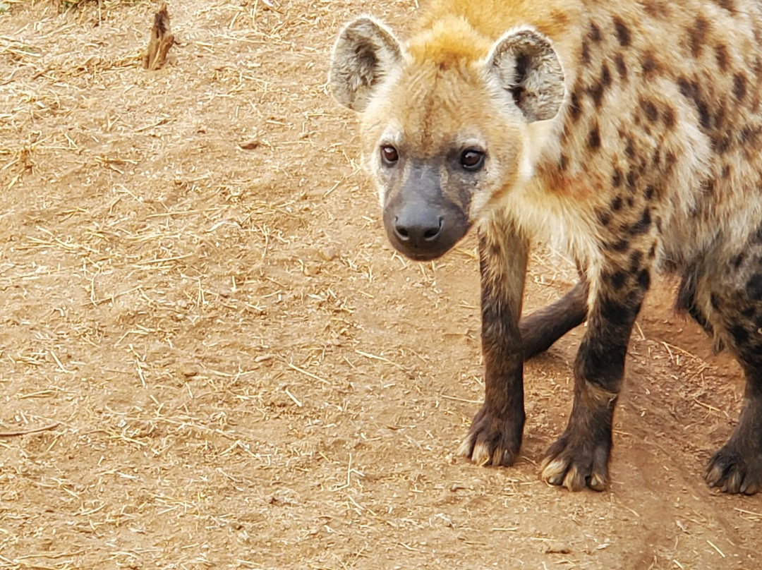 Kartula Marula Adventures-Steenbokpan必去景点