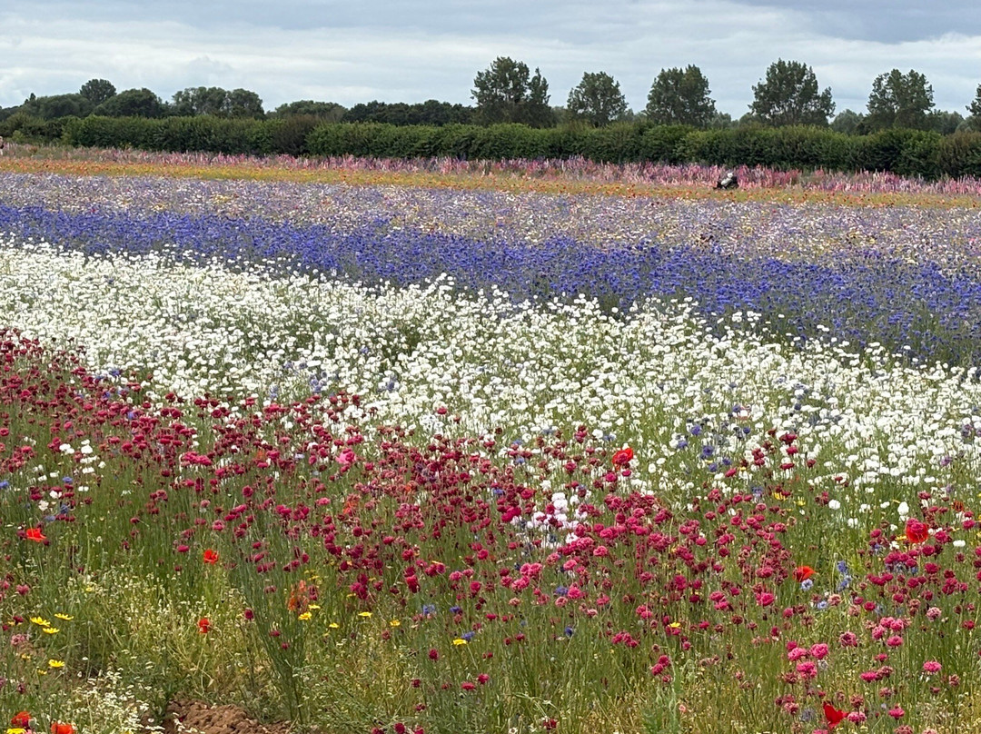 The Real Flower Petal Confetti Company's Confetti Flower Field-Pershore必去景点