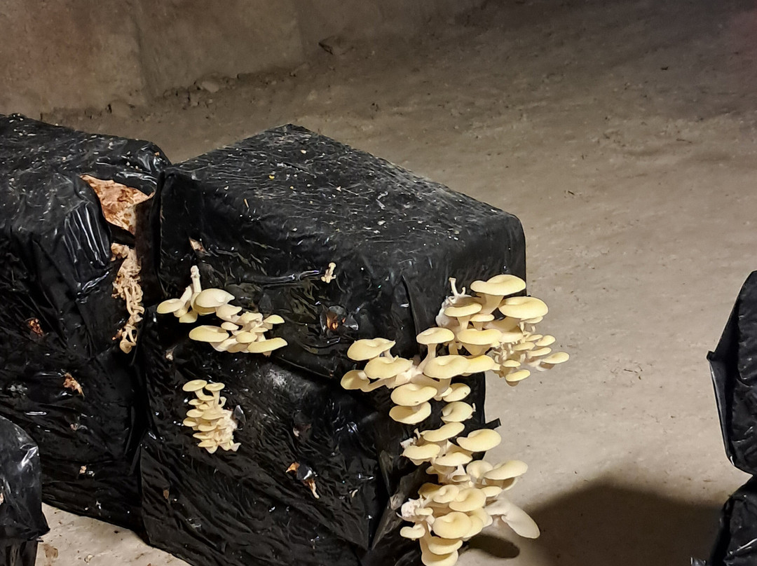 Les Caves Champignonnières Des Roches-Bourre必去景点