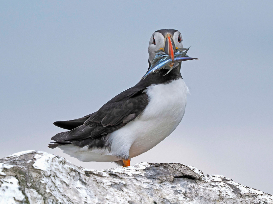Farne Islands-诺桑伯兰郡必去景点