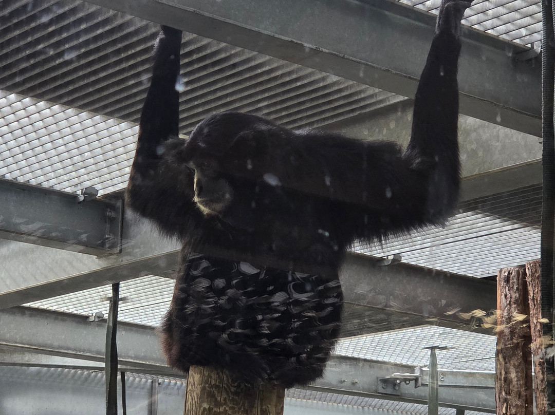 Twycross Zoo-Atherstone必去景点