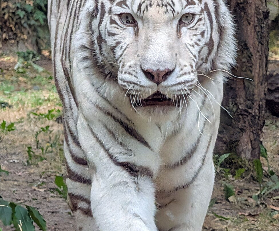 Zoo D'Amneville-昂内维尔必去景点