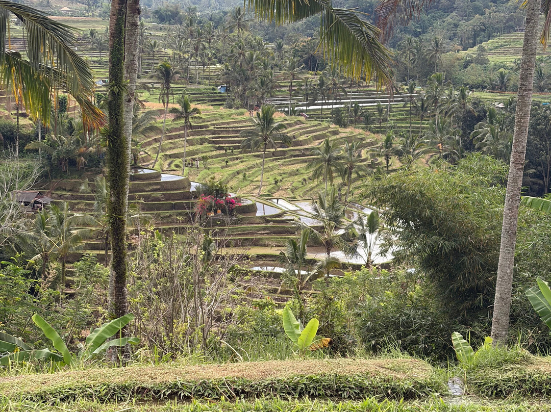 Kubu Terrace Jatiluwih Official-Jatiluwih必去景点
