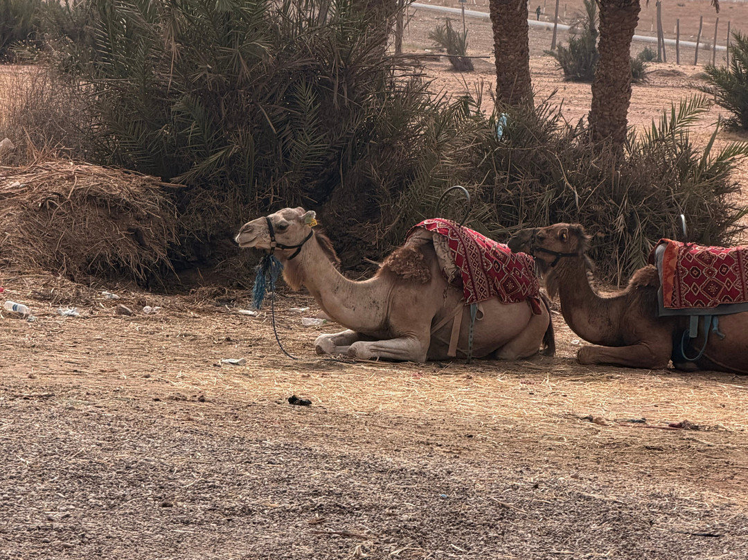 Kasbah Le Mirage主图