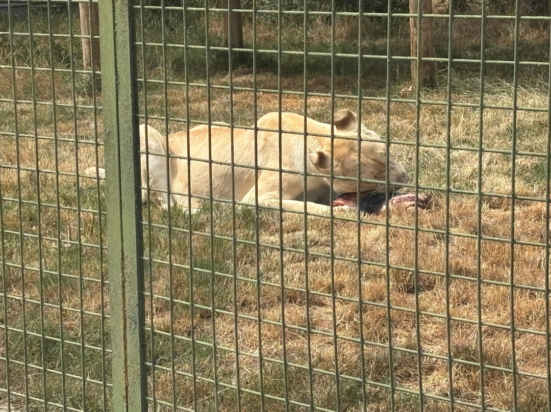 The Big Cat Sanctuary-Smarden必去景点
