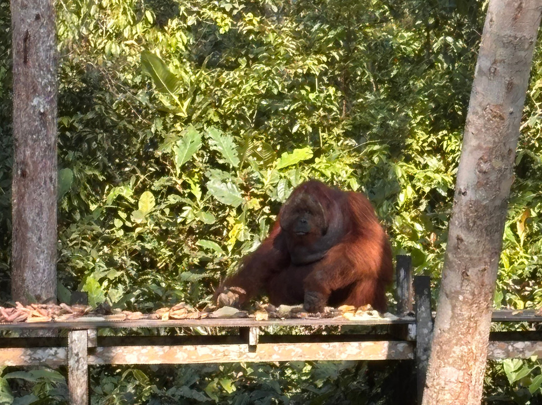 Toris Orangutan Tour-Kumai必去景点