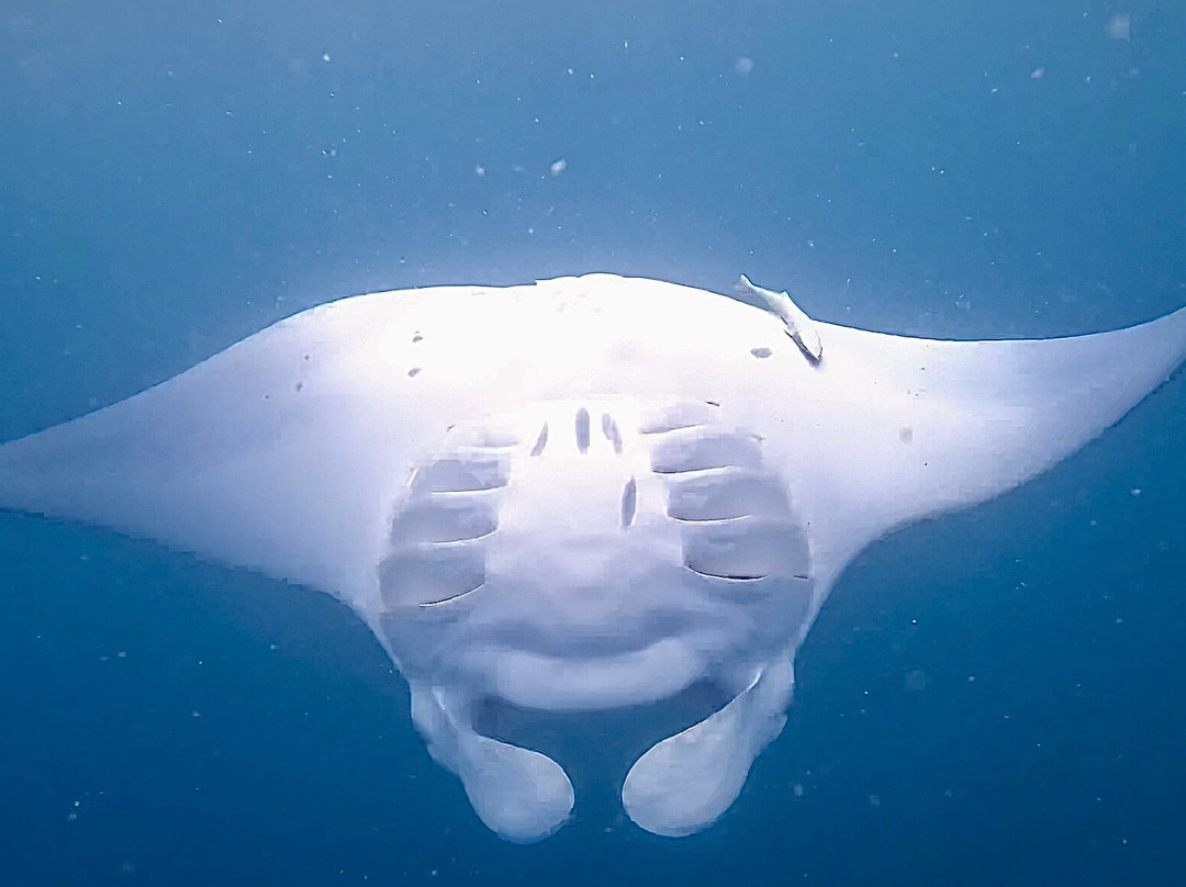 Family Divers Maldives-拉斯胡必去景点