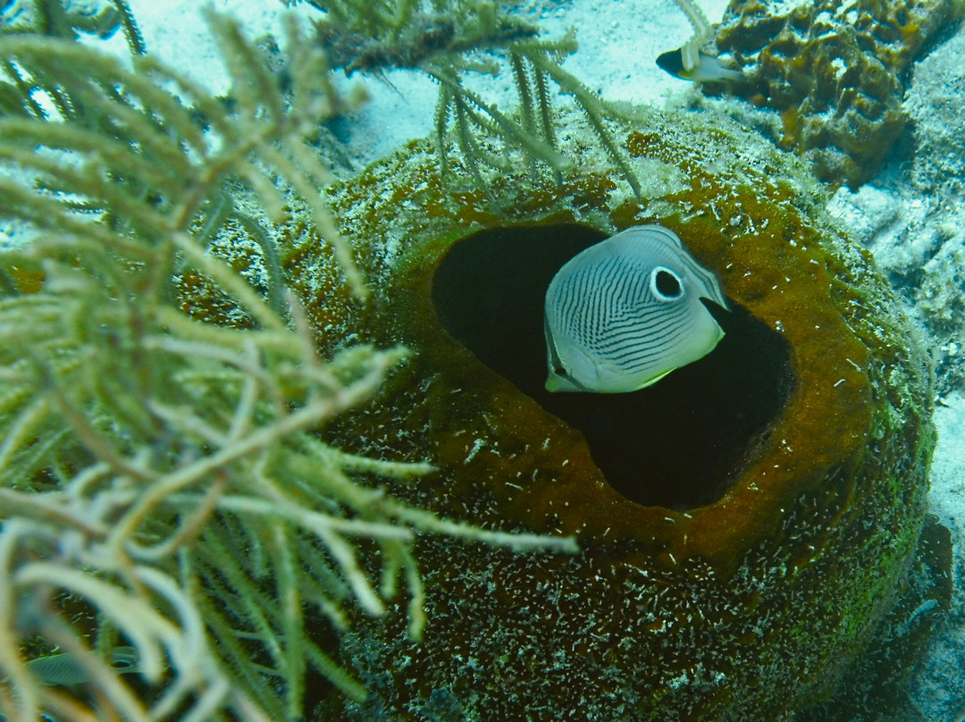 Dive Center Scuba Do-威廉斯塔德必去景点