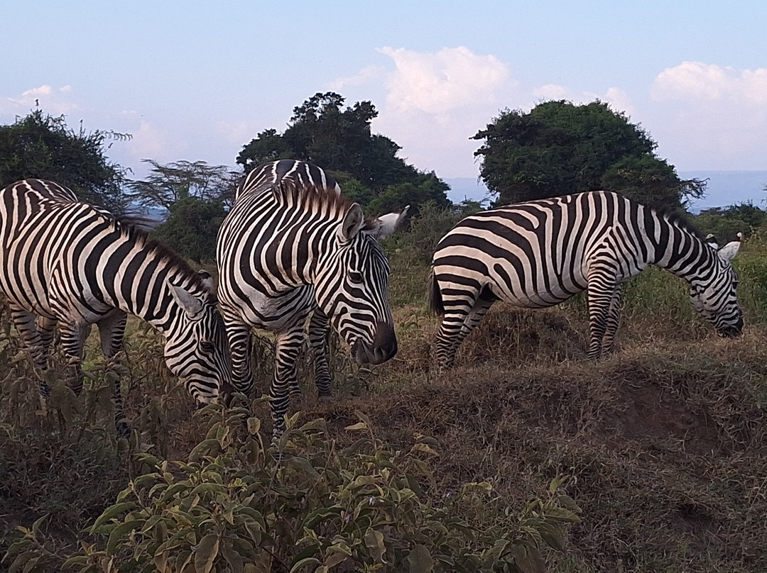 Shanjoy Tours and Safaris-Kikuyu必去景点