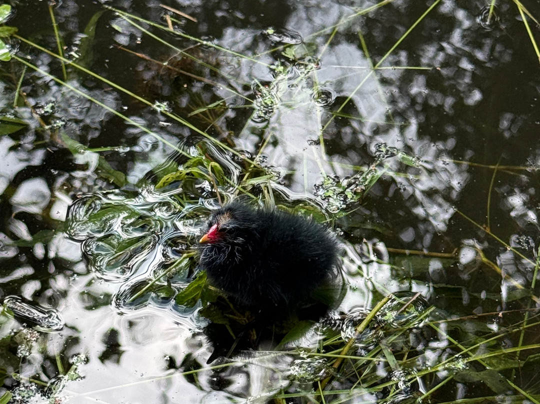 Fairhaven Woodland and Water Garden-South Walsham必去景点