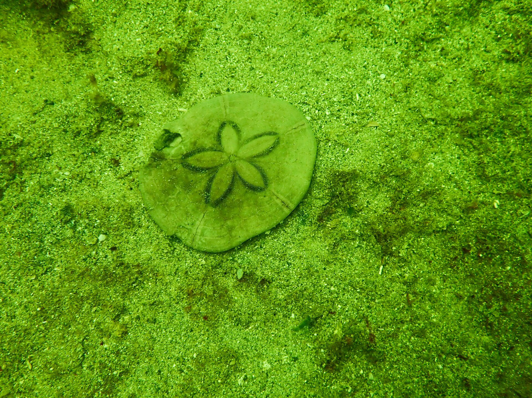 Panama Dive School-博卡斯德尔托罗必去景点