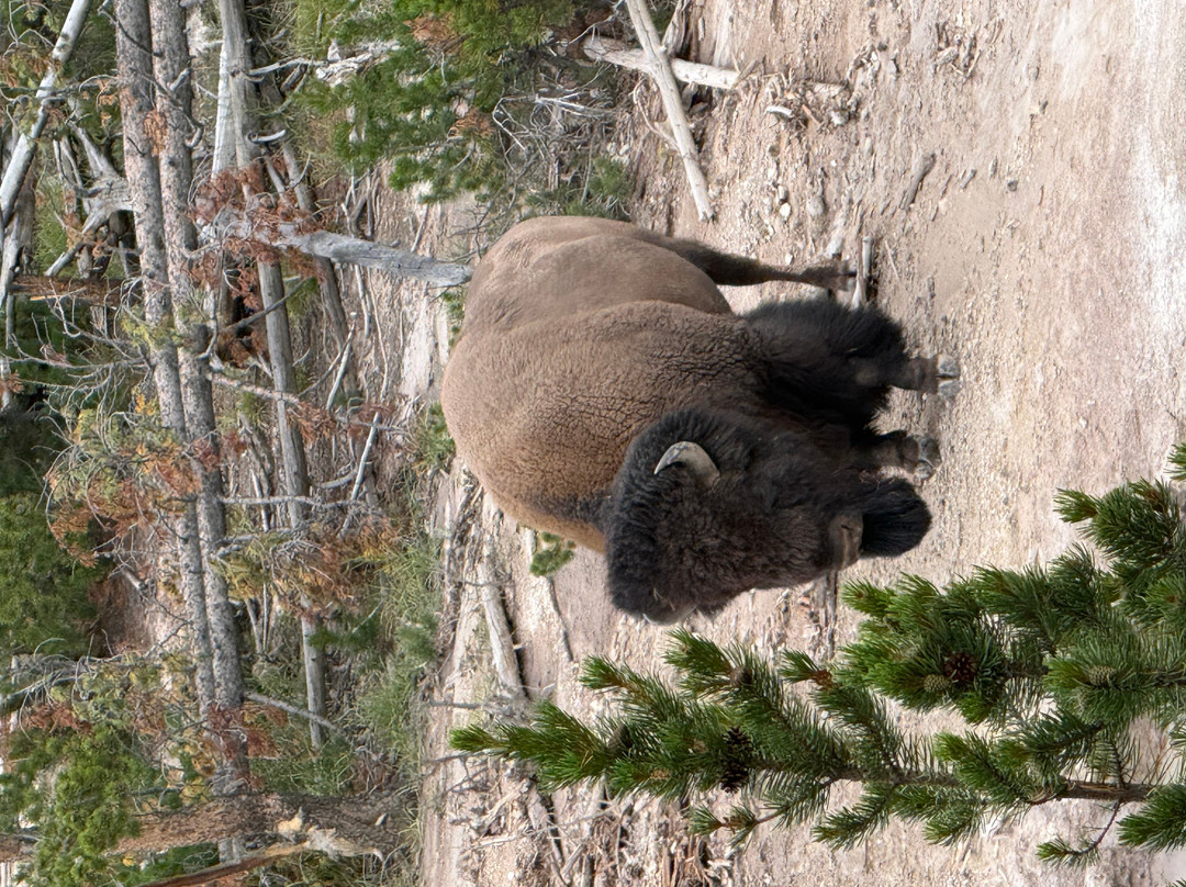 Yellowstone National Park-黄石国家公园必去景点