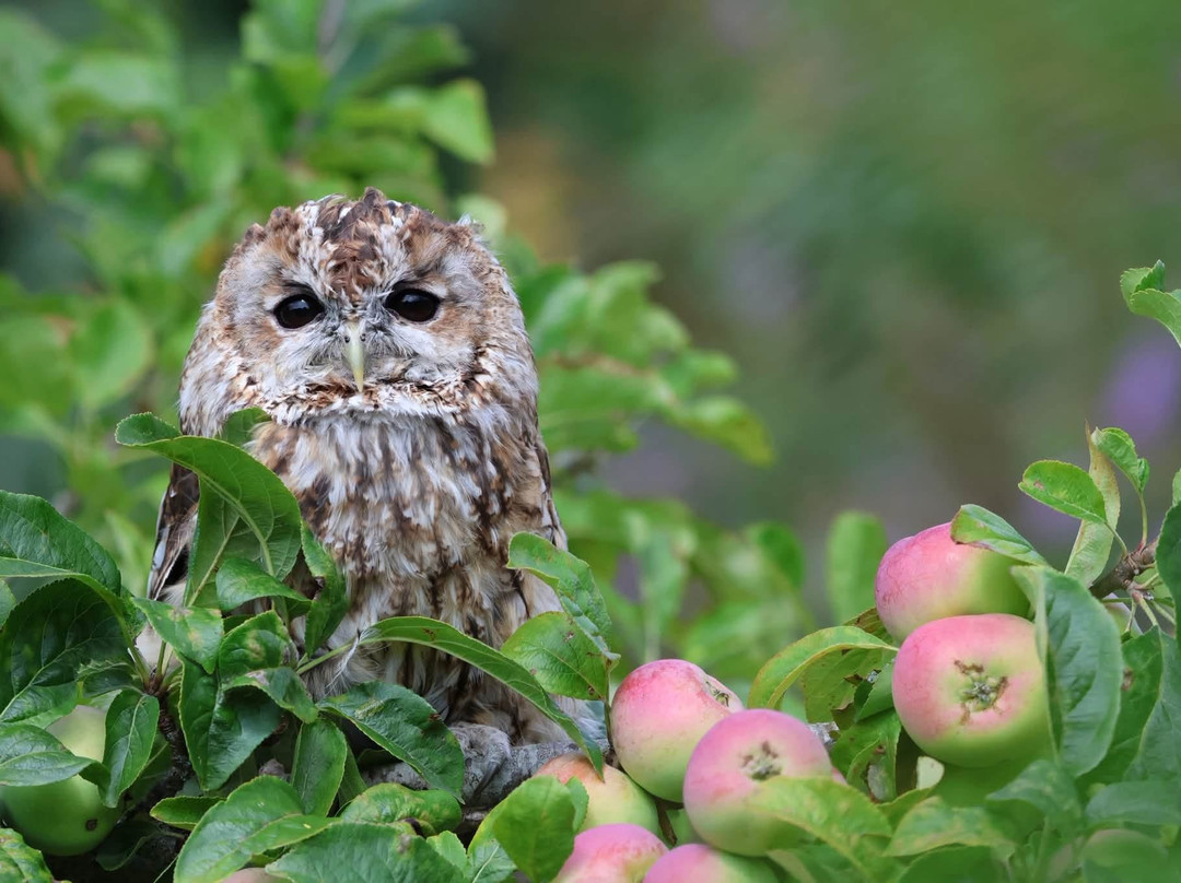 Birds of Prey at Swinton Estate-马沙姆必去景点