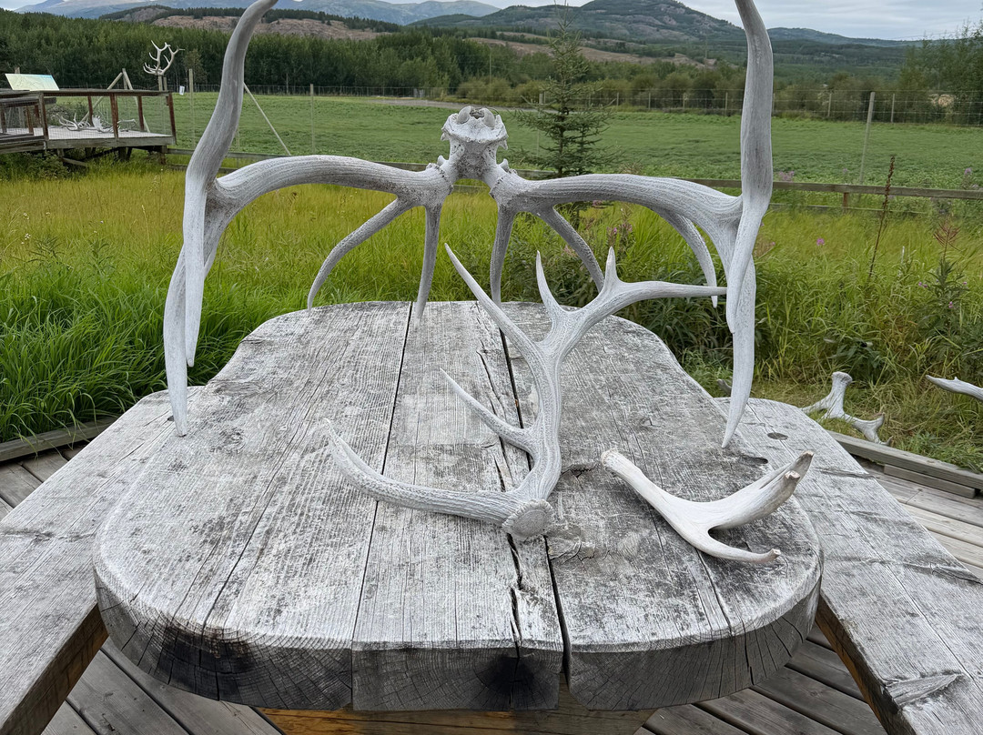 Yukon Wildlife Preserve-白马市必去景点