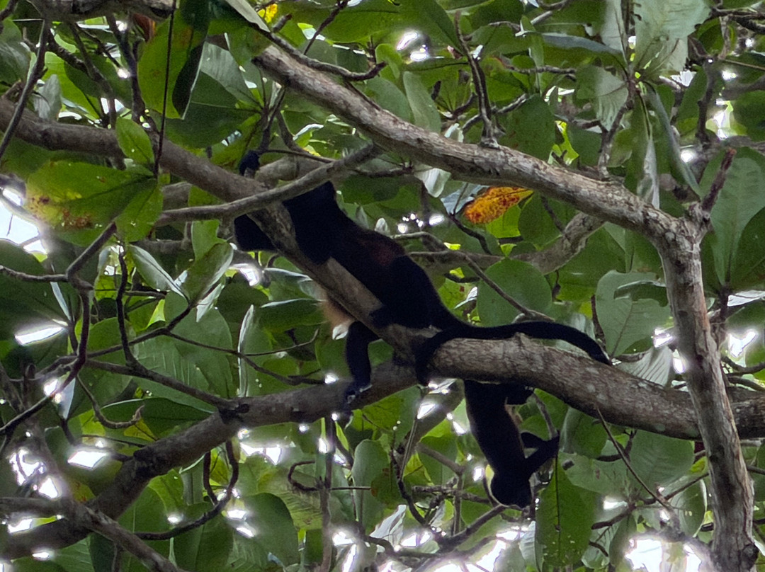 The Biologist from Cahuita-卡维塔必去景点