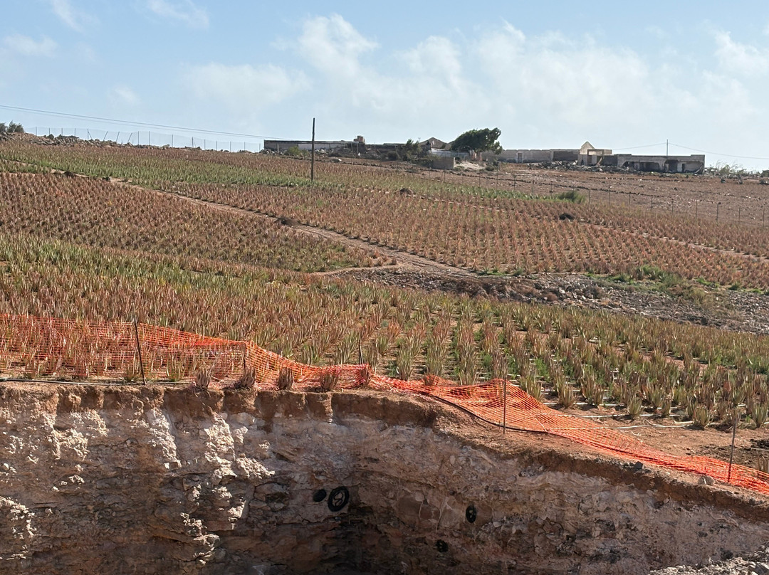 Finca Canarias Aloe Vera-特尔德必去景点