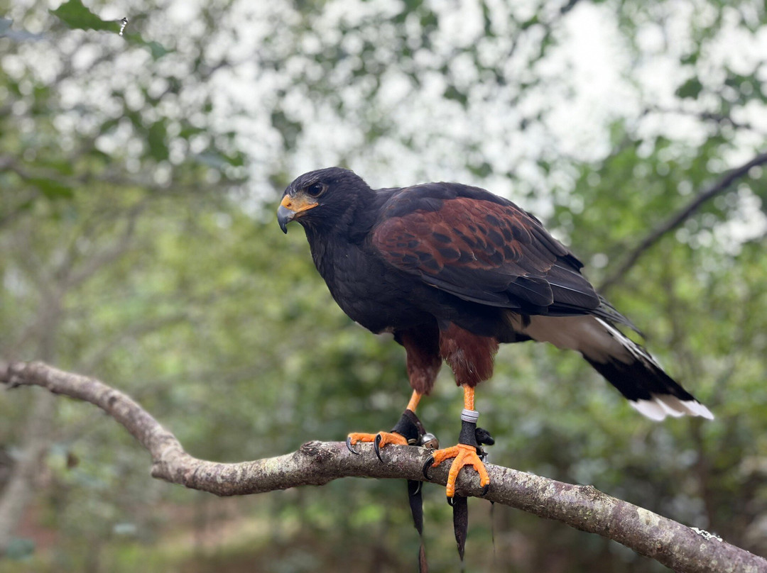 Killarney Falconry-基拉尼必去景点