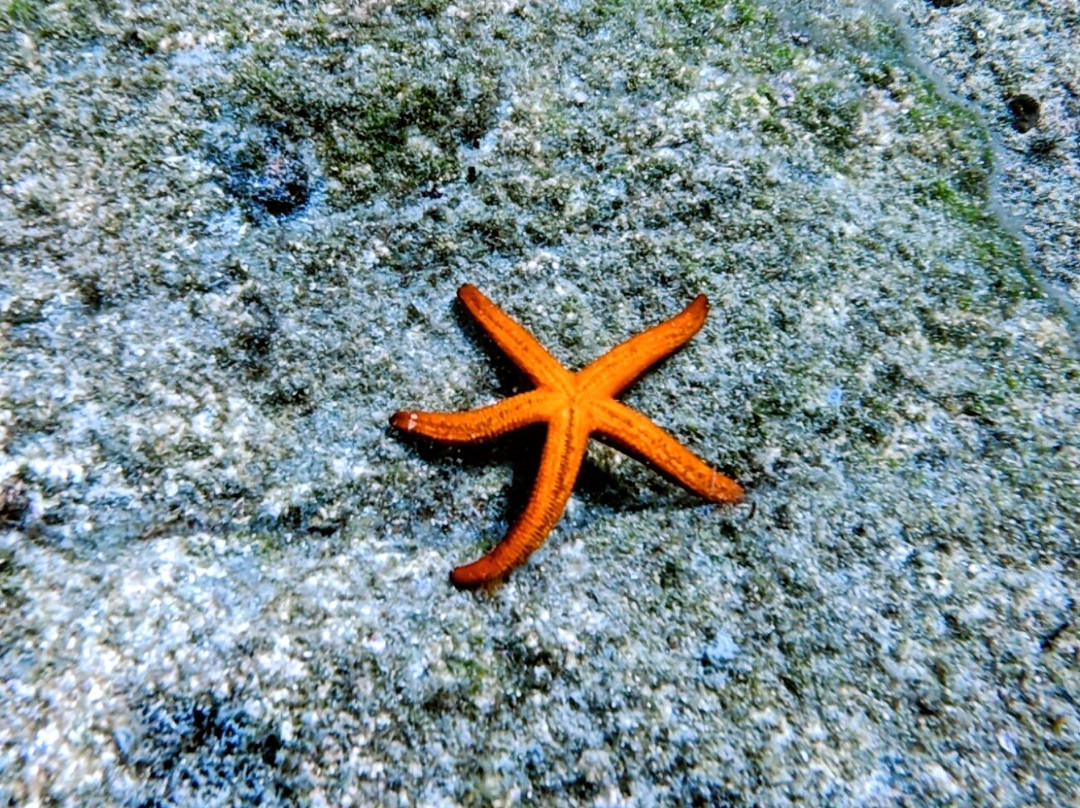 Ocean Blue Scuba Diving School-Skiathos Town必去景点