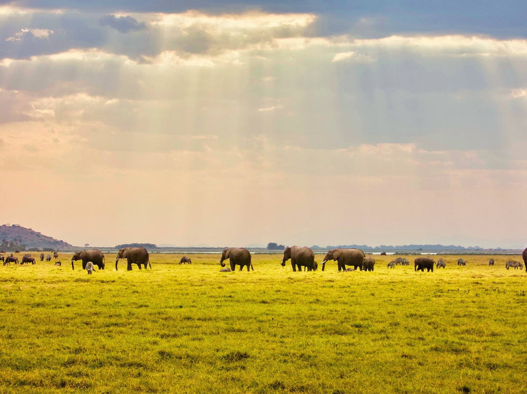 Flexivel Kenya Safaris-内罗毕必去景点