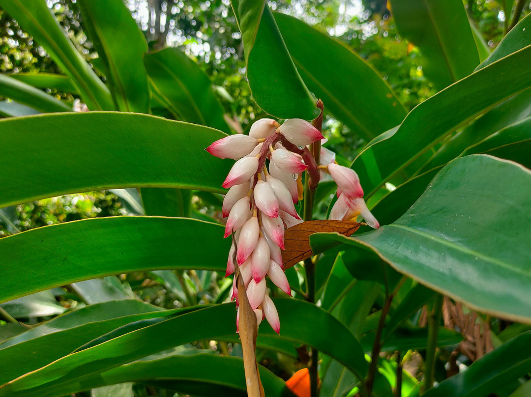 Shabuta Spice Farm-石头城必去景点