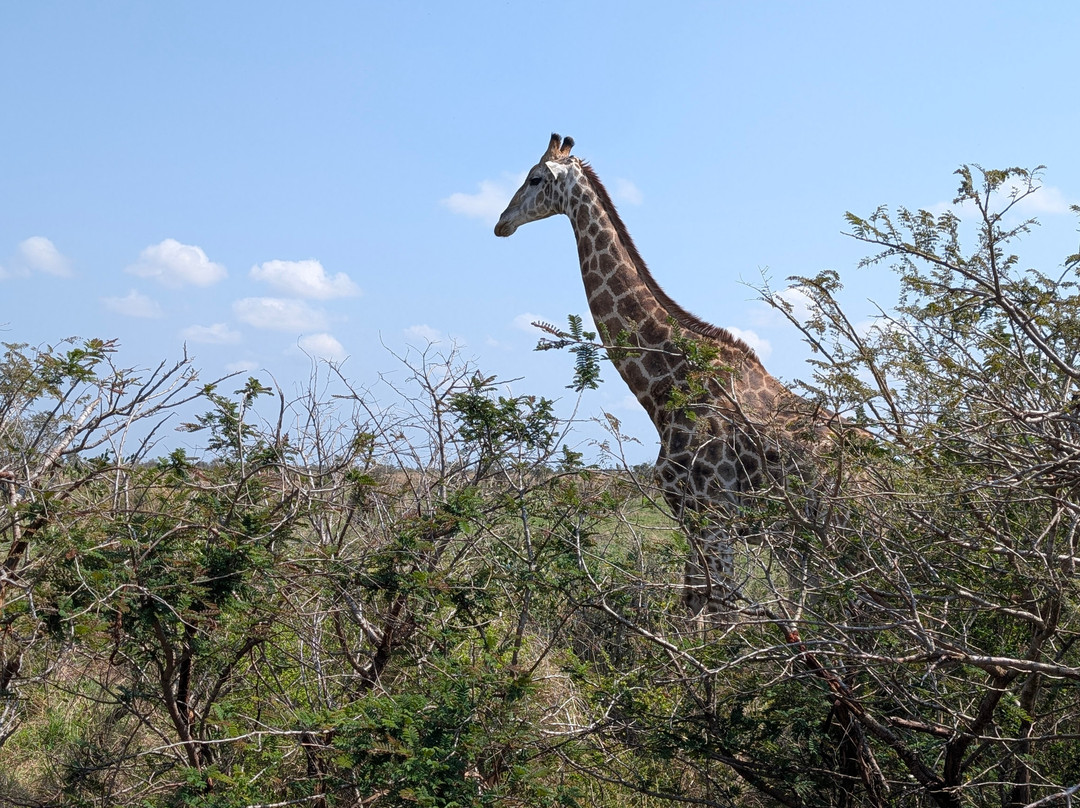 Southern Kruger Safaris-玛洛斯帕克必去景点