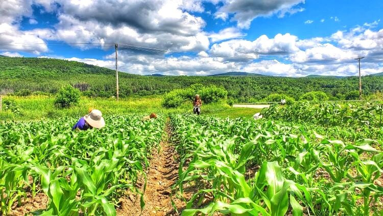 Hartshorn Organic Farm & Maple Sugar House-Waitsfield必去景点
