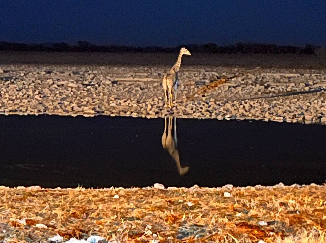 Okaukuejo waterhole-纳米比亚埃托沙国家公园必去景点