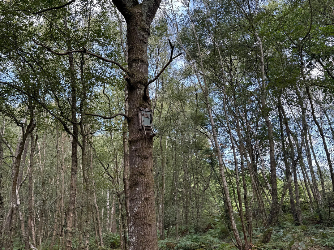 Poohsticks Bridge-Hartfield必去景点