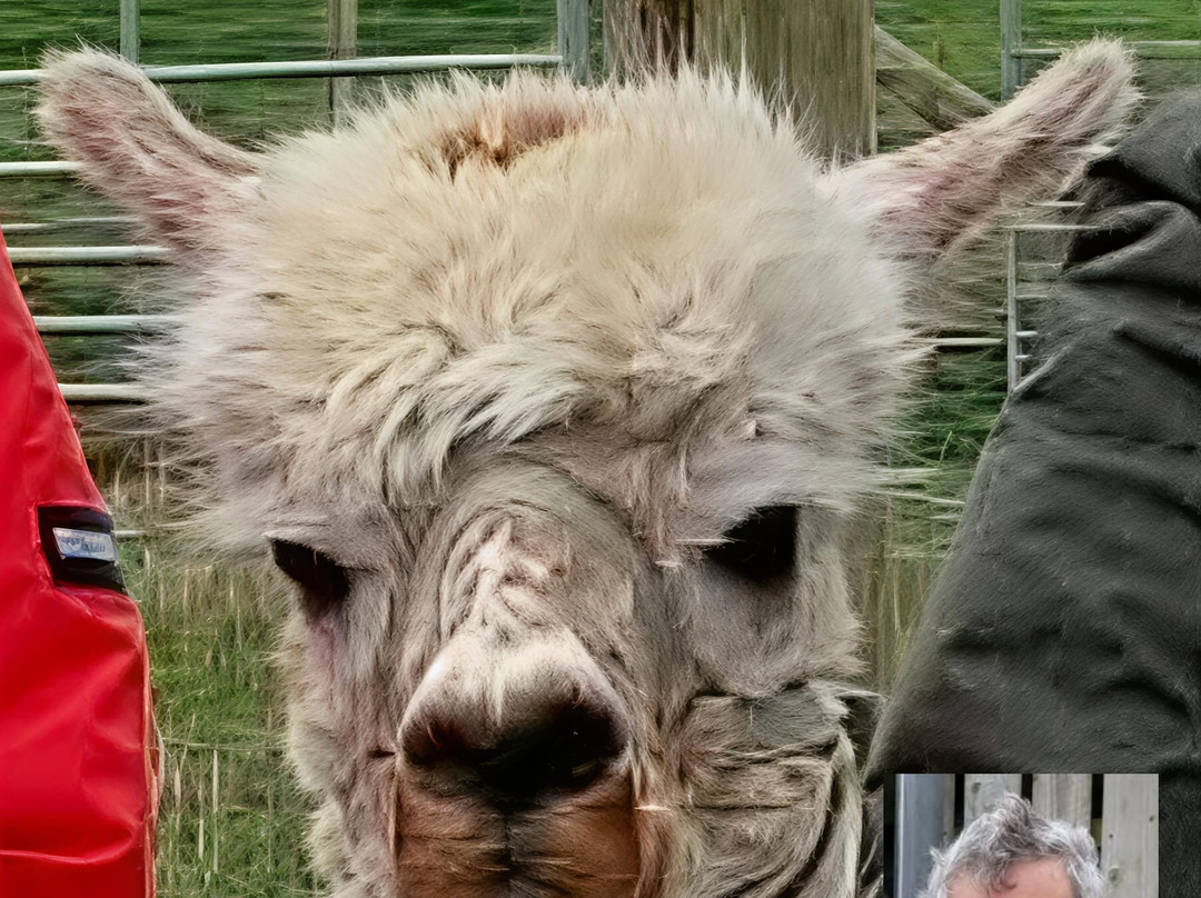 The Alpaca Centre at JandJ Alpacas-特伦特河畔纽瓦克必去景点