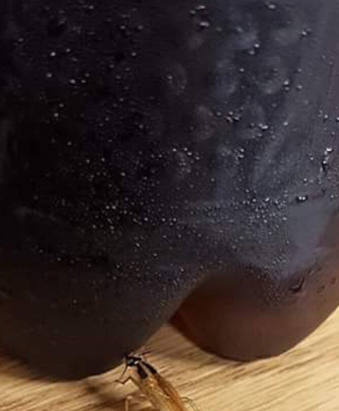 Heritage Inn Springdale