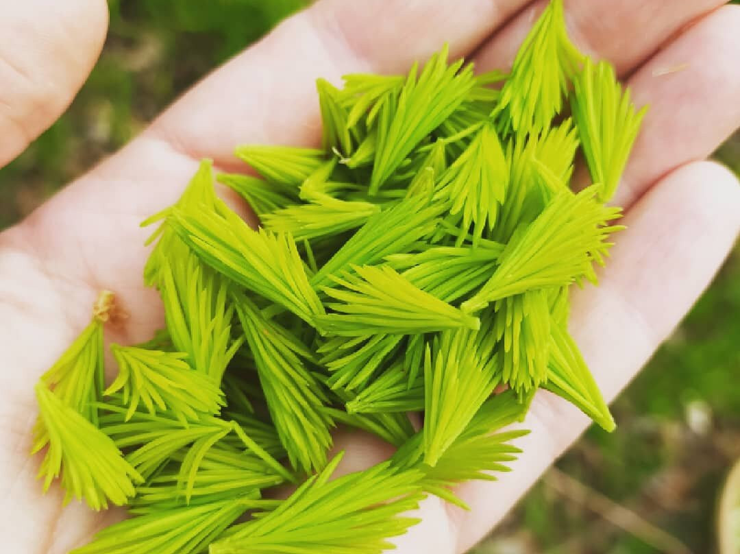 Lion's Tooth Foraging景点图片