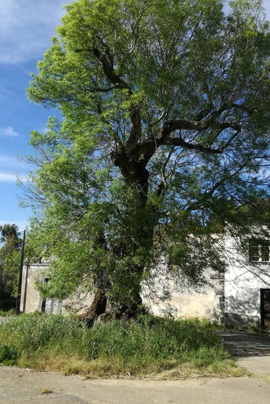 Freixo Da Quinta Da Fonte Real