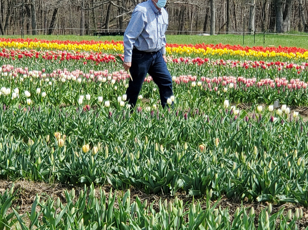 Wicked Tulips Flower Farm景点图片