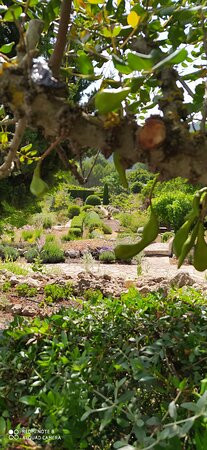 The Lavender Gardens景点图片