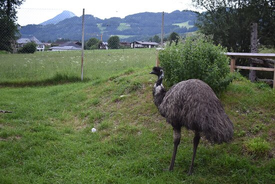 Raritätenzoo Ebbs-埃布斯必去景点