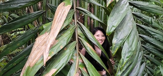 Kona Cloud Forest Sanctuary景点图片