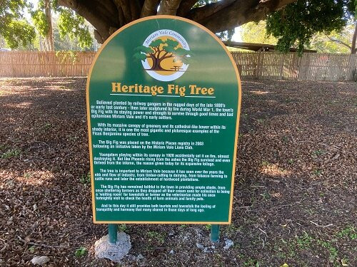 Heritage Fig Tree