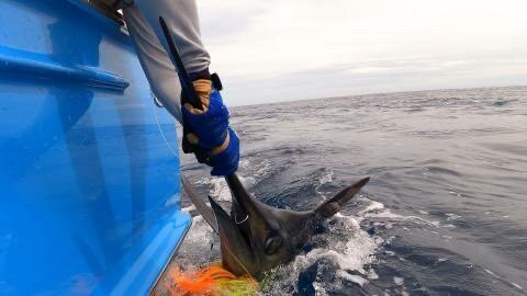 Maverick Sportfishing Charters景点图片